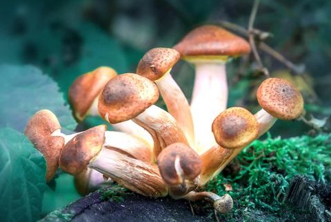 mushrooms legalized in denver colorado
